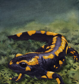 Exposition « Détails du vivant » : Salamandre tachetée