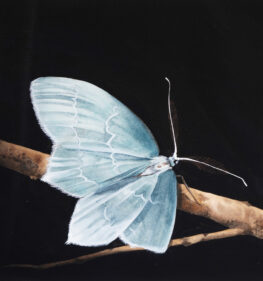 Exposition « Détails du vivant » : Phalène Perlée