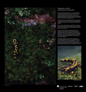 Mise en page & Illustrations pour l&rsquo;exposition Photo & peinture « Détails du vivant »