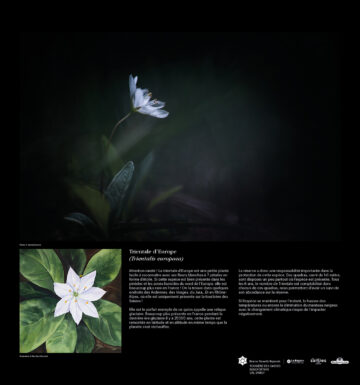 Mise en page & Illustrations pour l&rsquo;exposition Photo & peinture « Détails du vivant »